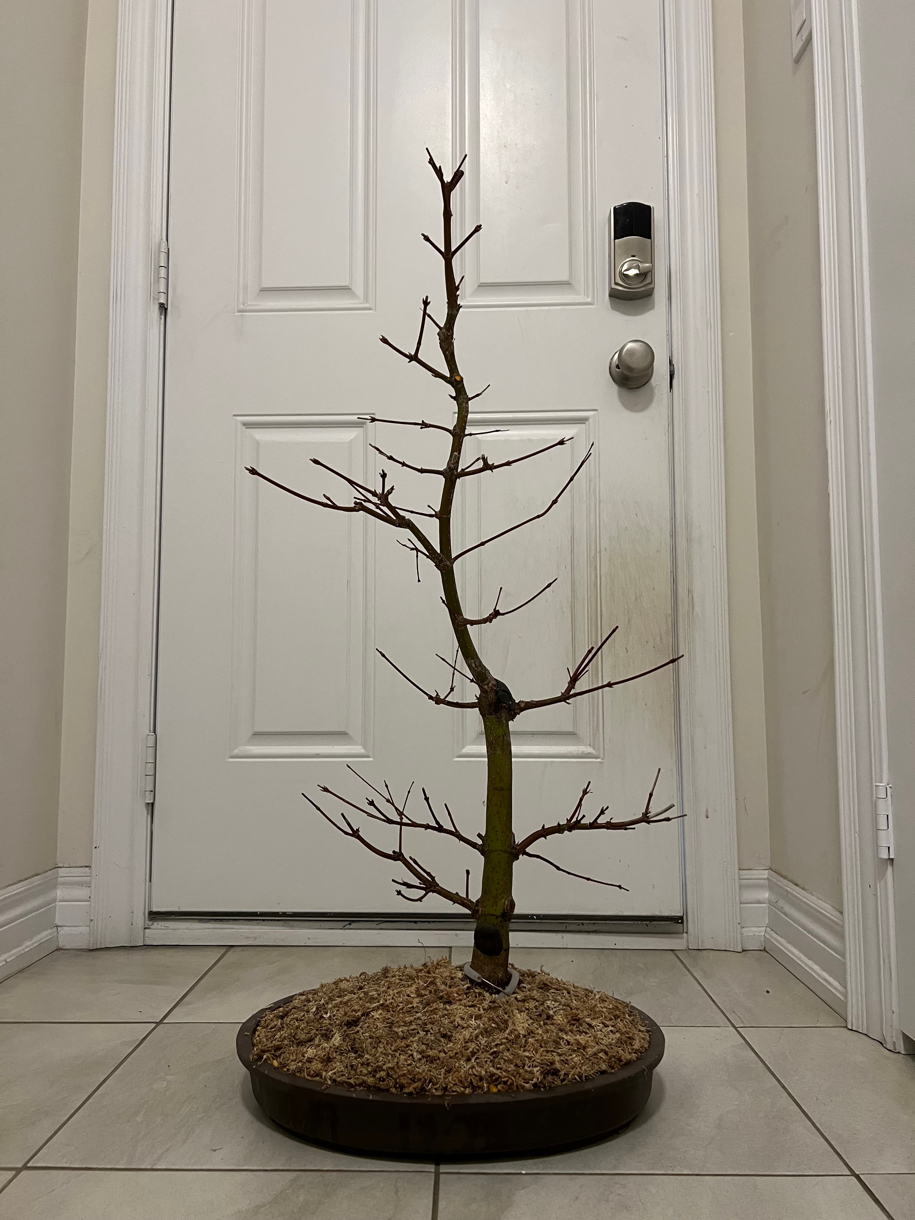 Japanese Maple 1, April 2024 (2 of 2)