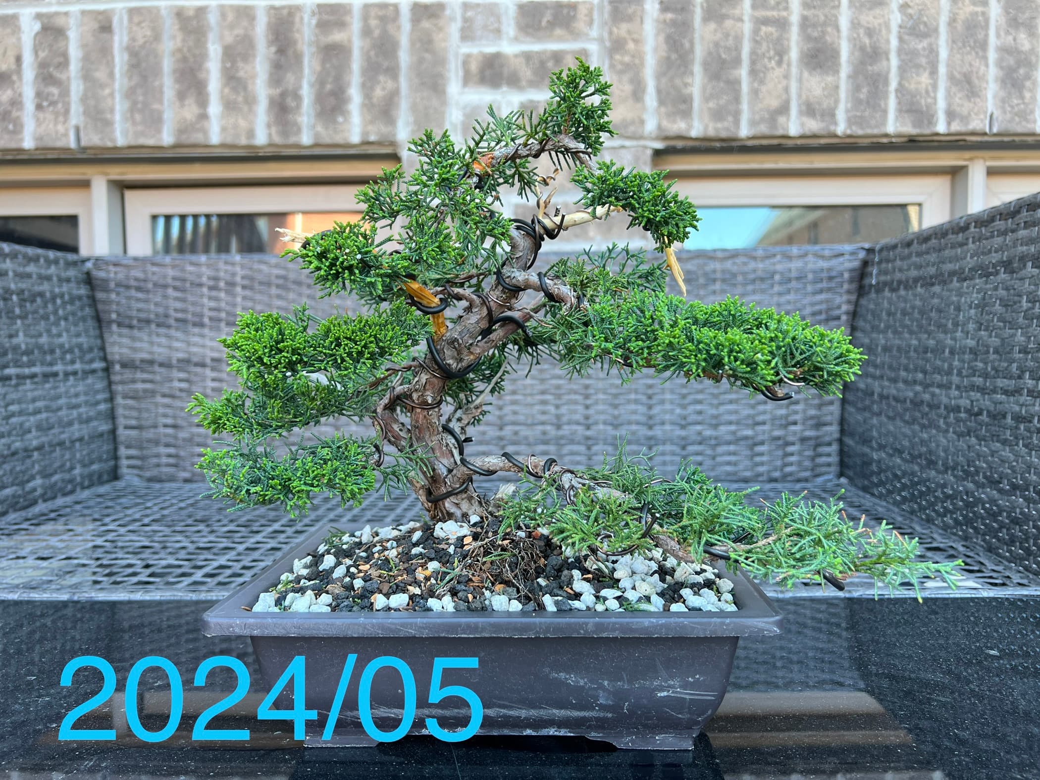 Shimpaku Juniper 1, May 2024