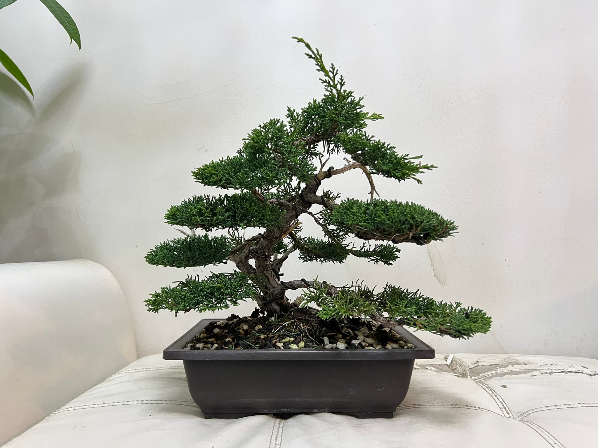 Shimpaku Juniper 1, September 2024